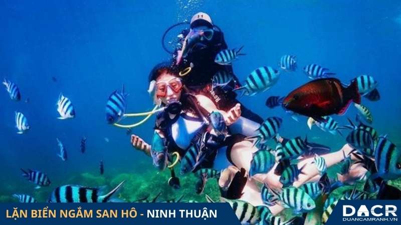 Lặn biển ngắm san hô tại Bình Tiên Ninh Thuận
