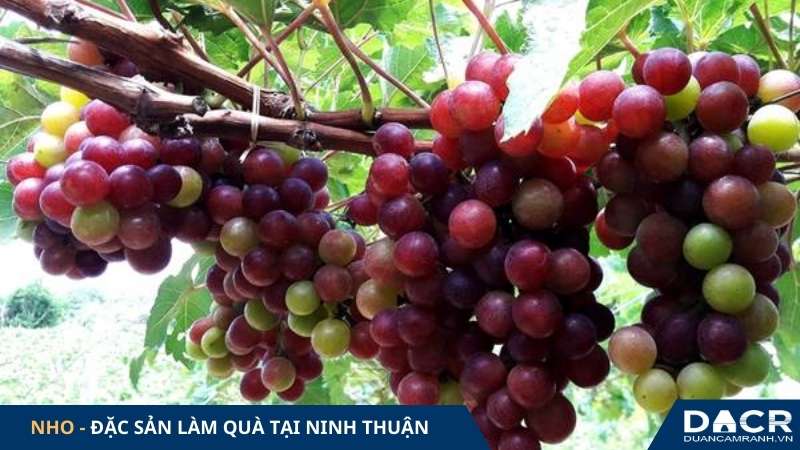 Nho - đặc sản Ninh Thuận